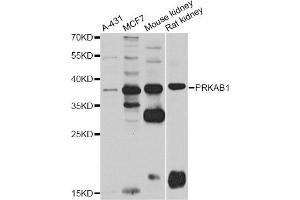 Western blot analysis of extracts of various cell lines, using PRKAB1 antibody. (PRKAB1 antibody)