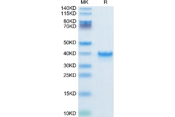 TGFA Protein (AA 40-89) (Fc Tag)