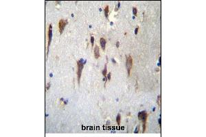 PCDH7 Antibdy (C-term) (ABIN656256 and ABIN2845572) immunohistochemistry analysis in formalin fixed and paraffin embedded human brain tissue followed by peroxidase conjugation of the secondary antibody and DAB staining. (PCDH7 antibody  (C-Term))