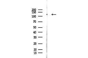 Western blot analysis of lysates from Mouse liver, using UBE4A Antibody at 1/1000 dilution.