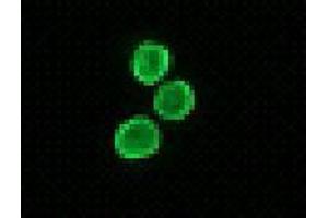 Immunofluorescence (IF) image for anti-H1 Histone Family, Member 0 (H1F0) antibody (ABIN1449237)