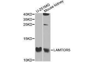 Western blot analysis of extracts of various cell lines, using LAMTOR5 antibody (ABIN5974937) at 1/1000 dilution.