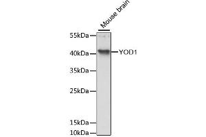 Western blot analysis of extracts of mouse brain, using YOD1 antibody (ABIN6294115) at 1:3000 dilution.