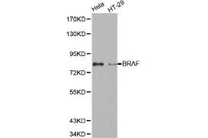 Western blot analysis of extracts of various cell lines, using BRAF antibody (ABIN5971536). (BRAF antibody)