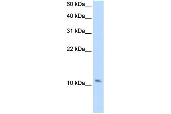 SMPX antibody  (Middle Region)