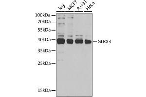 Western blot analysis of extracts of various cell lines, using GLRX3 antibody (ABIN6129752, ABIN6141153, ABIN6141155 and ABIN6221599) at 1:1000 dilution. (GLRX3 antibody  (AA 1-335))