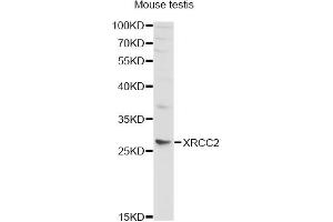 Western blot analysis of extracts of mouse testis, using XRCC2 antibody (ABIN5970910) at 1/1000 dilution. (XRCC2 antibody)