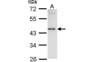 WB Image Sample (30 ug of whole cell lysate) A: Raji 10% SDS PAGE antibody diluted at 1:1000 (HMBOX1 antibody)