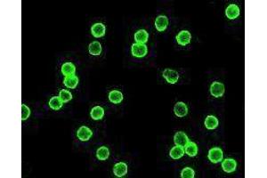 Immunofluorescence (IF) image for anti-CD4 (CD4) antibody (Alexa Fluor 488) (ABIN2657423) (CD4 antibody  (Alexa Fluor 488))