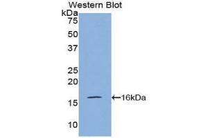 Western Blotting (WB) image for anti-Pre-B Lymphocyte 1 (VPREB1) (AA 43-134) antibody (ABIN1860945) (VPREB1 antibody  (AA 43-134))