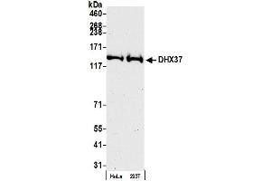 anti-DEAH (Asp-Glu-Ala-His) Box Polypeptide 37 (DHX37) (AA 1-50) antibody