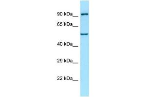Western Blotting (WB) image for anti-Atlastin GTPase 1 (ATL1) (C-Term) antibody (ABIN2505843) (ATL1 antibody  (C-Term))