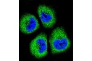 Confocal immunofluorescent analysis of GAS1 Antibody (N-term) Cat. (GAS1 antibody  (N-Term))