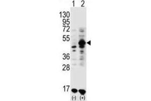 Western Blotting (WB) image for anti-Growth Differentiation Factor 9 (GDF9) antibody (ABIN3001444)