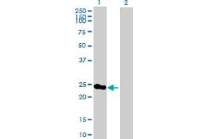 Western Blot analysis of PSMD8 expression in transfected 293T cell line by PSMD8 MaxPab polyclonal antibody. (PSMD8 antibody  (AA 1-257))