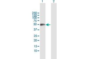 Western Blot analysis of TEX13A expression in transfected 293T cell line by TEX13A MaxPab polyclonal antibody. (TEX13A antibody  (AA 1-409))