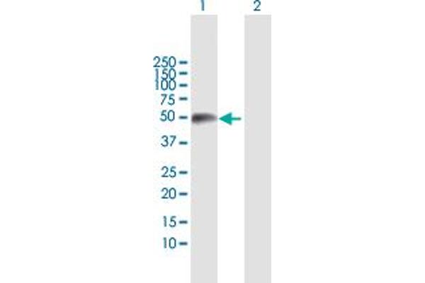TEX13A antibody  (AA 1-409)