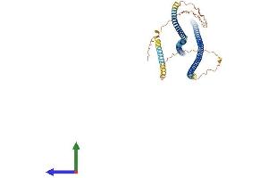 AlphaFold protein structure predicition of Human Recombinant INA Protein, UniprotID Q16352 (INA Protein (AA 1-499) (His tag))