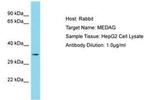 Image no. 1 for anti-Mesenteric Estrogen-Dependent Adipogenesis (MEDAG) (AA 115-164) antibody (ABIN6750713) (MEDAG antibody  (AA 115-164))