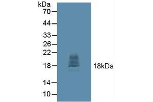 Figure. (CTLA4 antibody  (AA 52-211))