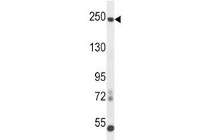 L1CAM antibody western blot analysis in mouse cerebellum tissue lysate. (L1CAM antibody  (AA 1154-1182))