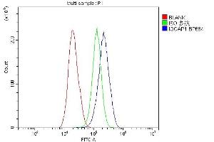 anti-IQ Motif Containing GTPase Activating Protein 1 (IQGAP1) antibody