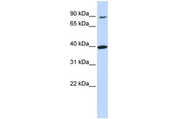 OR11H12 antibody  (N-Term)