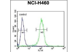 BHLH3 Antibody (N-term) (ABIN651934 and ABIN2840462) flow cytometric analysis of NCI- cells (right histogram) compared to a negative control cell (left histogram). (BHLH3 antibody  (N-Term))