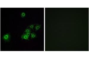 Immunofluorescence analysis of A549 cells, using OR4C15 Antibody. (OR4C15 antibody  (AA 261-310))