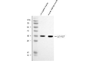 anti-Sperm Associated Antigen 7 (SPAG7) (AA 1-199) antibody
