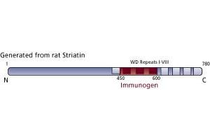 Image no. 3 for anti-Striatin (STRN) (AA 450-600) antibody (ABIN968207) (Striatin antibody  (AA 450-600))