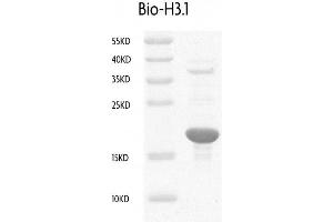 Recombinant Histone H3. (Histone H3.1 Protein (HIST1H3B) (biotinylated, C-Term, full length))