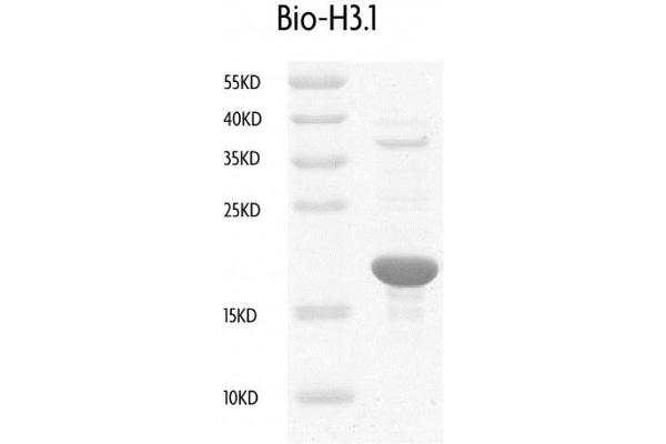 Histone H3.1 Protein (HIST1H3B) (biotinylated, C-Term, full length)
