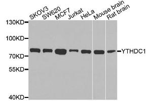 Western blot analysis of extracts of various cell lines, using YTHDC1 antibody (ABIN5974420) at 1/1000 dilution. (YTHDC1 antibody)