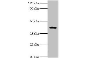 Western blot All lanes: PARL antibody at 6 μg/mL + NIH/3T3 whole cell lysate Secondary Goat polyclonal to rabbit IgG at 1/10000 dilution Predicted band size: 43, 37 kDa Observed band size: 47 kDa (PARL antibody  (AA 1-170))