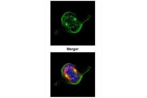 ICC/IF Image Confocal immunofluorescence analysis (Olympus FV10i) of paraformaldehyde-fixed 293T, using ZWINT, antibody (Green) at 1:500 dilution. (ZWINT antibody  (Center))