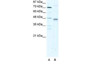 WB Suggested Anti-ZFP1 Antibody Titration:  2. (Zfp-1 antibody  (N-Term))