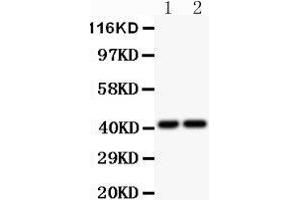 Anti-CXCR3 Picoband antibody,  All lanes: Anti-CXCR3 at 0.