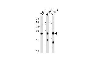 Western Blotting (WB) image for anti-Glutathione Peroxidase 1 (GPX1) (AA 164-193), (C-Term) antibody (ABIN653263)