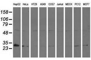 Image no. 2 for anti-Adenylate Kinase 3 (AK3) antibody (ABIN1496520) (Adenylate Kinase 3 antibody)