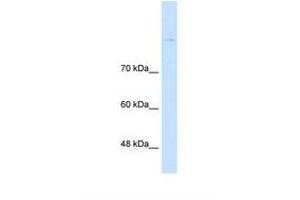 Image no. 1 for anti-Cadherin 8 (CDH8) (AA 401-450) antibody (ABIN6738146) (Cadherin 8 antibody  (AA 401-450))