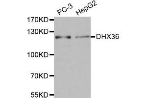 Western blot analysis of extracts of various cell lines, using DHX36 antibody. (DHX36 antibody  (AA 1-260))