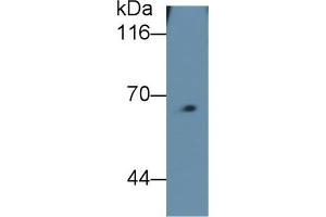 Detection of FPN in Mouse Skeletal muscle lysate using Monoclonal Antibody to Ferroportin (FPN) (SLC40A1 antibody  (AA 127-321))