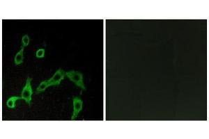 Immunofluorescence (IF) image for anti-Alpha-2A Adrenergic Receptor (ADRA2A) (Internal Region) antibody (ABIN1852816)