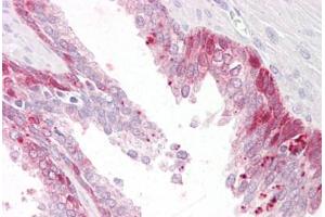 Anti-PHLDA2 antibody IHC staining of human prostate.