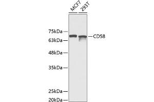 Western blot analysis of extracts of various cell lines, using CD58 Antibody (ABIN6131876, ABIN6138208, ABIN6138209 and ABIN6221339) at 1:1000 dilution. (CD58 antibody  (AA 40-220))