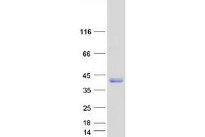 Validation with Western Blot (PRPH2 Protein (Myc-DYKDDDDK Tag))