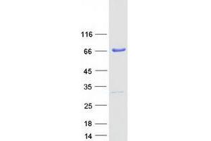 PRMT3 Protein (Transcript Variant 1) (Myc-DYKDDDDK Tag)