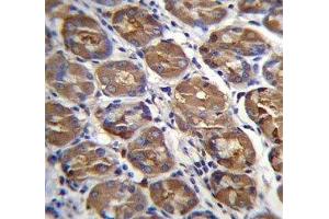 PGA4 antibody immunohistochemistry analysis in formalin fixed and paraffin embedded human stomach tissue. (PGA4 antibody  (AA 353-381))