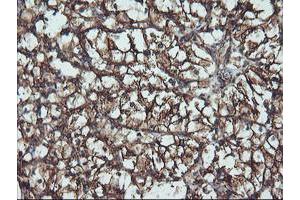 Immunohistochemical staining of paraffin-embedded Human Kidney tissue using anti-ATG3 mouse monoclonal antibody.